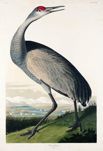 Hooping Crane Black Ornate Wood Framed Art Print with Double Matting by Audubon, John James