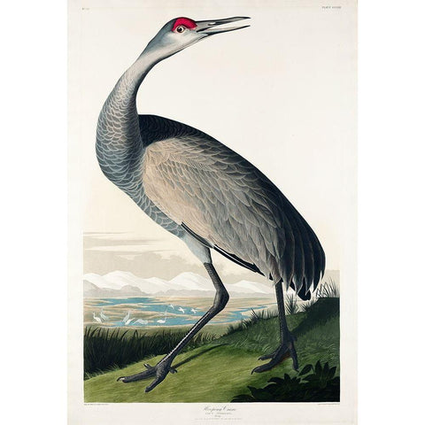 Hooping Crane White Modern Wood Framed Art Print by Audubon, John James