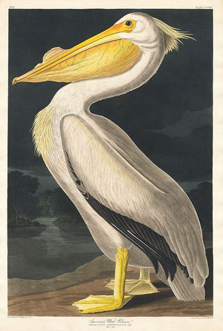 American White Pelican White Modern Wood Framed Art Print with Double Matting by Audubon, John James