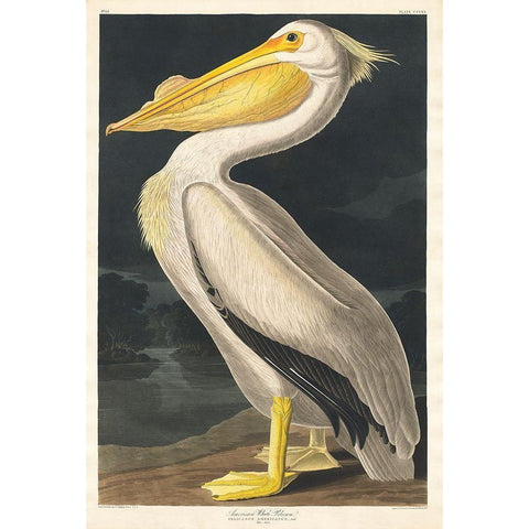 American White Pelican White Modern Wood Framed Art Print by Audubon, John James