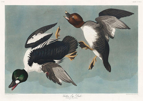 Golden-eye Duck White Modern Wood Framed Art Print with Double Matting by Audubon, John James