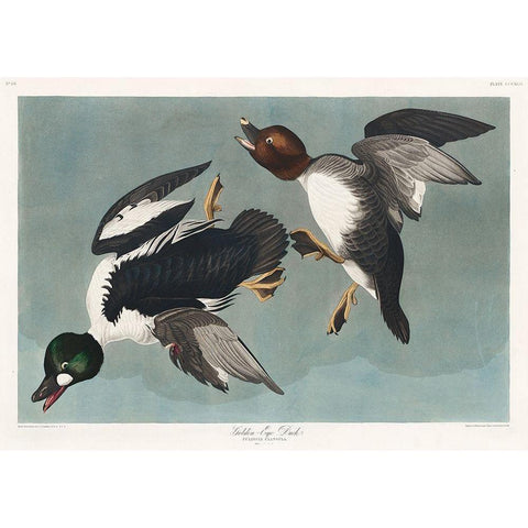 Golden-eye Duck White Modern Wood Framed Art Print by Audubon, John James