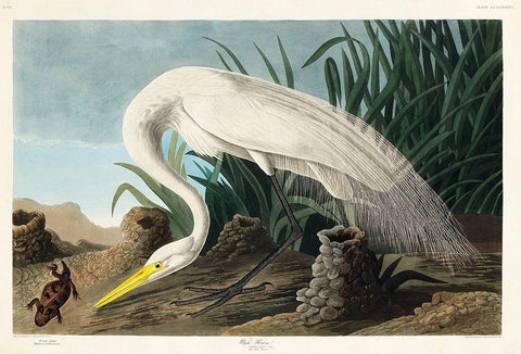 White Heron Black Ornate Wood Framed Art Print with Double Matting by Audubon, John James