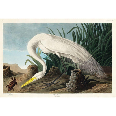 White Heron Gold Ornate Wood Framed Art Print with Double Matting by Audubon, John James