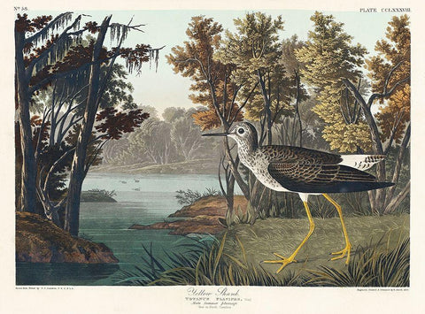 Yellow Shank Black Ornate Wood Framed Art Print with Double Matting by Audubon, John James