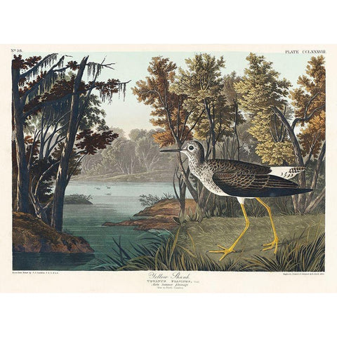 Yellow Shank White Modern Wood Framed Art Print by Audubon, John James