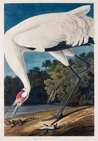 Hooping Crane White Modern Wood Framed Art Print with Double Matting by Audubon, John James