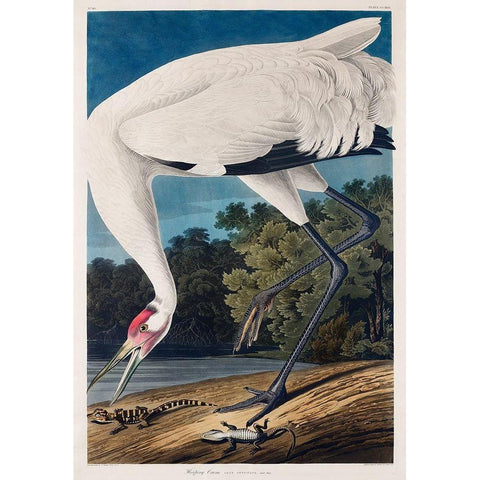 Hooping Crane White Modern Wood Framed Art Print by Audubon, John James