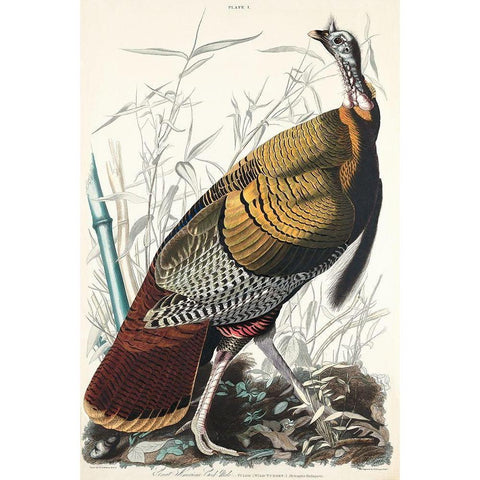 Wild Turkey or Great American Cock Gold Ornate Wood Framed Art Print with Double Matting by Audubon, John James