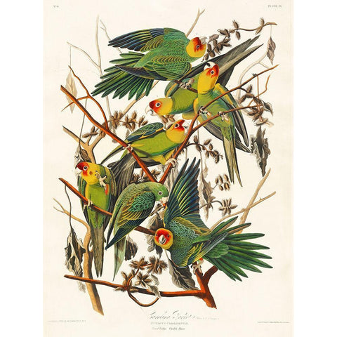 Carolina Parrot White Modern Wood Framed Art Print by Audubon, John James