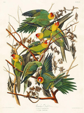 Carolina Parrot Black Ornate Wood Framed Art Print with Double Matting by Audubon, John James