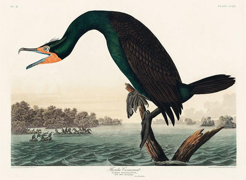 Florida Cormorant White Modern Wood Framed Art Print with Double Matting by Audubon, John James