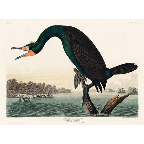 Florida Cormorant Black Modern Wood Framed Art Print with Double Matting by Audubon, John James