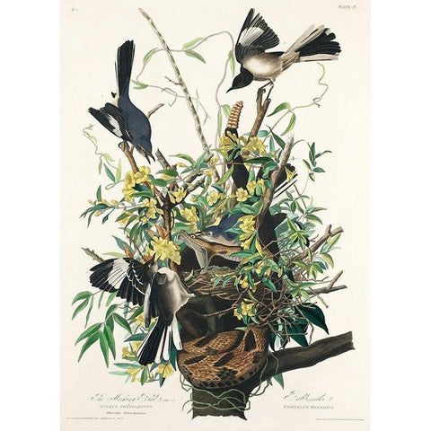 Mocking Bird Black Modern Wood Framed Art Print with Double Matting by Audubon, John James