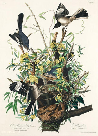 Mocking Bird Black Ornate Wood Framed Art Print with Double Matting by Audubon, John James