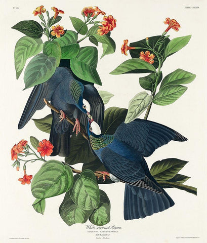 White-crowned Pigeon Black Ornate Wood Framed Art Print with Double Matting by Audubon, John James