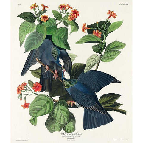 White-crowned Pigeon White Modern Wood Framed Art Print by Audubon, John James