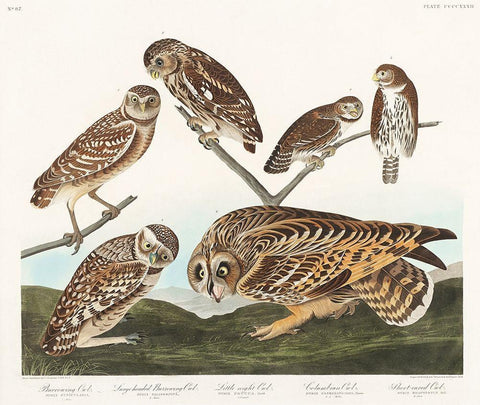 Burrowing Owl, Large-Headed Burrowing Owl, Little Night Owl, Columbian Owl and Short-cared Owl White Modern Wood Framed Art Print with Double Matting by Audubon, John James