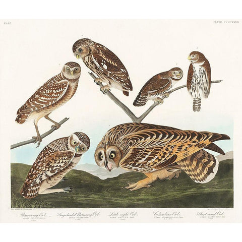 Burrowing Owl, Large-Headed Burrowing Owl, Little Night Owl, Columbian Owl and Short-cared Owl Gold Ornate Wood Framed Art Print with Double Matting by Audubon, John James