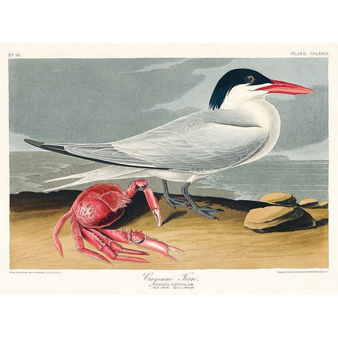 Cayenne Tern Black Modern Wood Framed Art Print with Double Matting by Audubon, John James