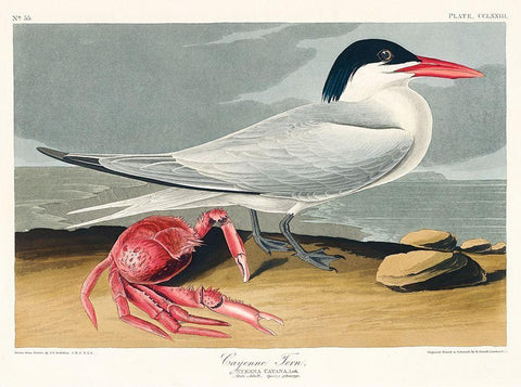 Cayenne Tern White Modern Wood Framed Art Print with Double Matting by Audubon, John James