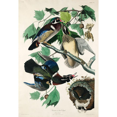 Summer, or Wood Duck White Modern Wood Framed Art Print by Audubon, John James