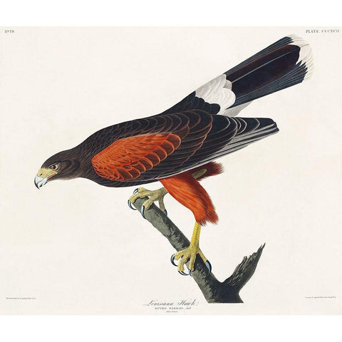 Louisiana Hawk Black Modern Wood Framed Art Print with Double Matting by Audubon, John James