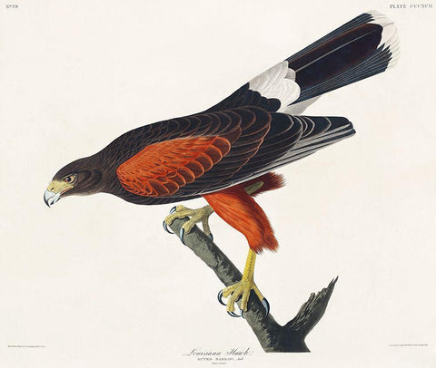 Louisiana Hawk White Modern Wood Framed Art Print with Double Matting by Audubon, John James