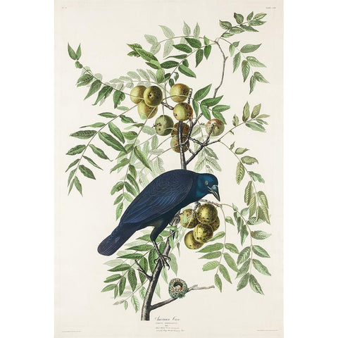 American Crow White Modern Wood Framed Art Print by Audubon, John James