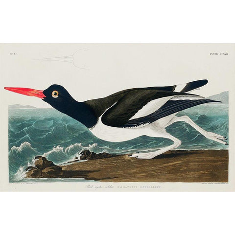 Pied oyster-catcher Black Modern Wood Framed Art Print with Double Matting by Audubon, John James