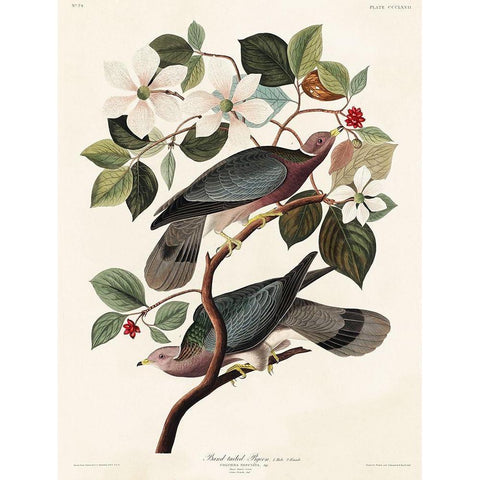 Band-tailed Pigeon Gold Ornate Wood Framed Art Print with Double Matting by Audubon, John James