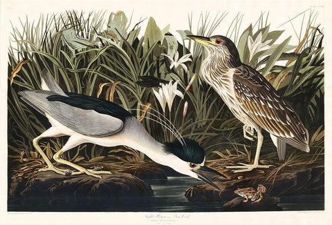 Night Heron, or Qua bird White Modern Wood Framed Art Print with Double Matting by Audubon, John James