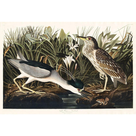 Night Heron, or Qua bird Black Modern Wood Framed Art Print with Double Matting by Audubon, John James