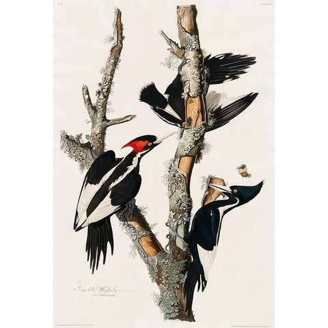 Ivory-billed Woodpecker Gold Ornate Wood Framed Art Print with Double Matting by Audubon, John James