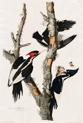 Ivory-billed Woodpecker Black Ornate Wood Framed Art Print with Double Matting by Audubon, John James