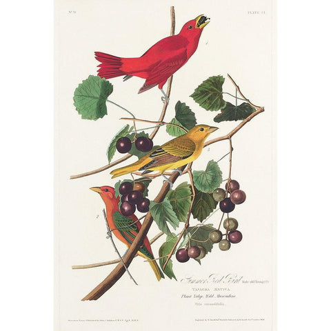 Summer Red Bird White Modern Wood Framed Art Print by Audubon, John James