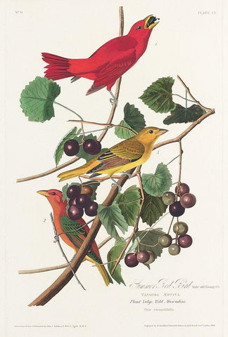 Summer Red Bird Black Ornate Wood Framed Art Print with Double Matting by Audubon, John James