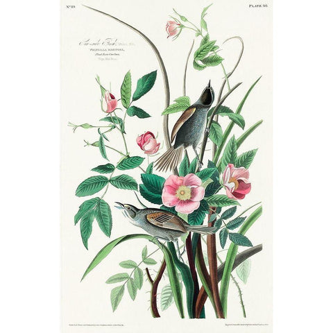 Seaside Finch Black Modern Wood Framed Art Print with Double Matting by Audubon, John James