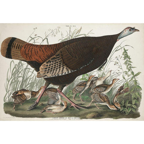 Great American Hen and YoungÂ  Gold Ornate Wood Framed Art Print with Double Matting by Audubon, John James