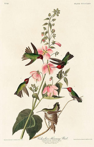 Columbian Humming Bird White Modern Wood Framed Art Print with Double Matting by Audubon, John James