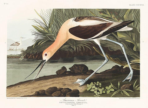 American Avocet Black Ornate Wood Framed Art Print with Double Matting by Audubon, John James