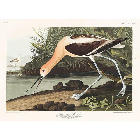 American Avocet Black Modern Wood Framed Art Print with Double Matting by Audubon, John James