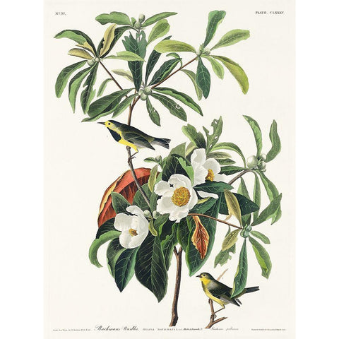 Bachmans Warbler White Modern Wood Framed Art Print by Audubon, John James