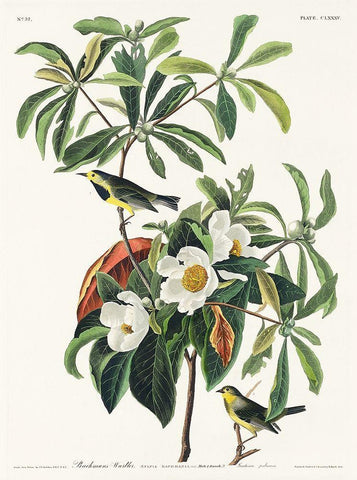 Bachmans Warbler White Modern Wood Framed Art Print with Double Matting by Audubon, John James