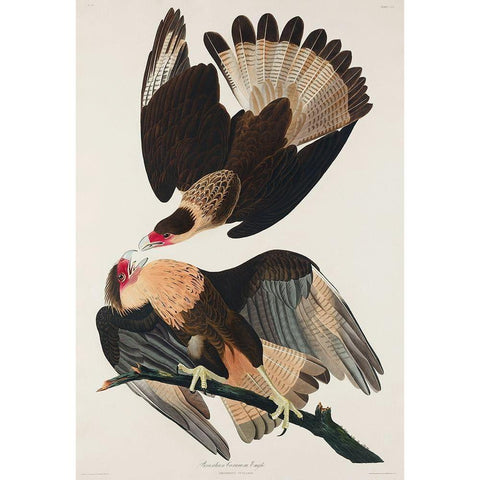 Brasilian Caracara Eagle Black Modern Wood Framed Art Print with Double Matting by Audubon, John James