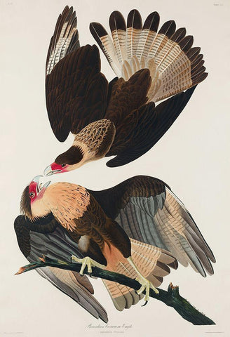 Brasilian Caracara Eagle Black Ornate Wood Framed Art Print with Double Matting by Audubon, John James