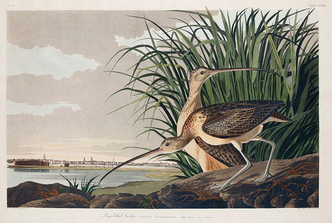 Long-billed Curlew Black Ornate Wood Framed Art Print with Double Matting by Audubon, John James