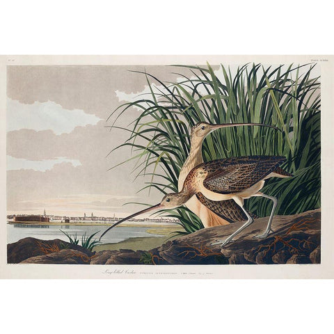 Long-billed Curlew Black Modern Wood Framed Art Print with Double Matting by Audubon, John James