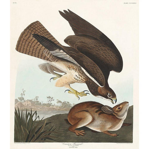 Common BuzzardÂ  Black Modern Wood Framed Art Print with Double Matting by Audubon, John James