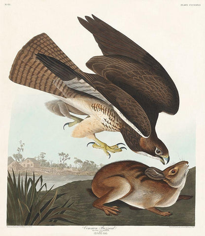 Common BuzzardÂ  White Modern Wood Framed Art Print with Double Matting by Audubon, John James